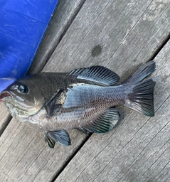 クチブトグレの釣果