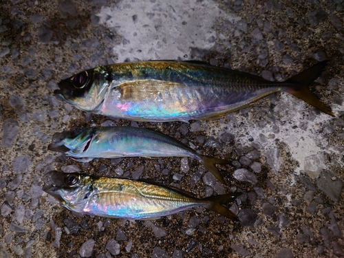 アジの釣果