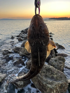 マゴチの釣果