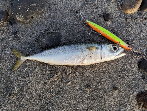 サバの釣果