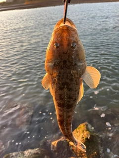 マゴチの釣果