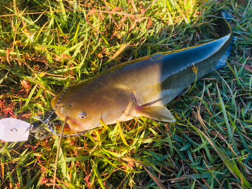 釣果