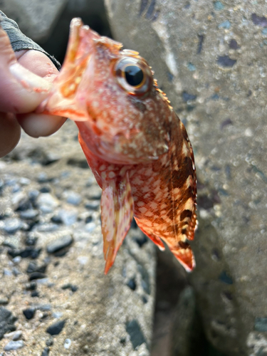 アラカブの釣果