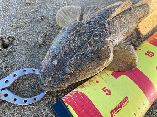 マゴチの釣果