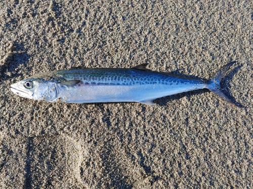 サゴシの釣果