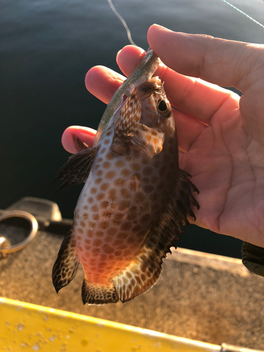 オオモンハタの釣果