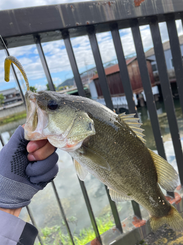 ブラックバスの釣果