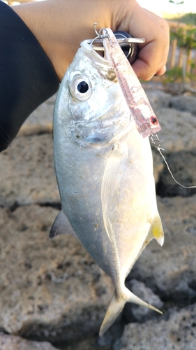 ギンガメアジの釣果