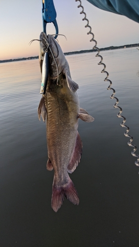 アメリカナマズの釣果