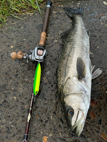 フッコ（マルスズキ）の釣果