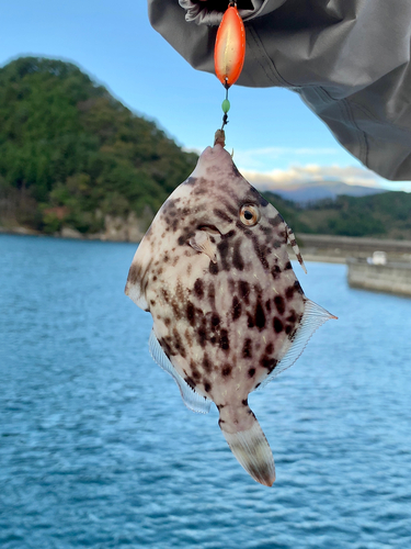 カワハギの釣果