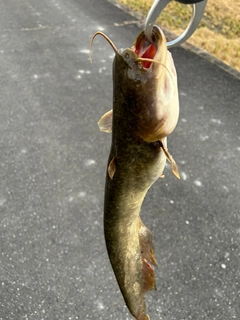 ナマズの釣果