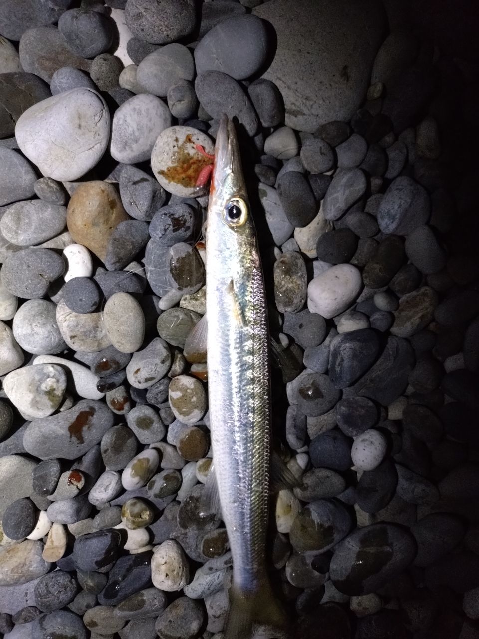 カマス