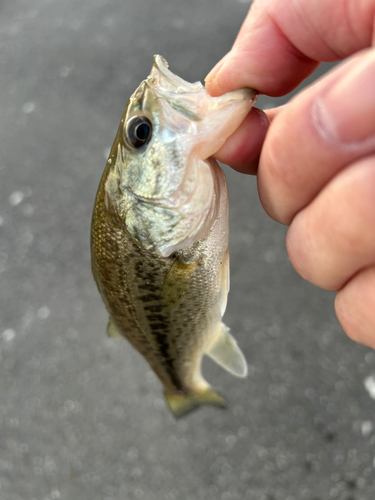 ナマズの釣果