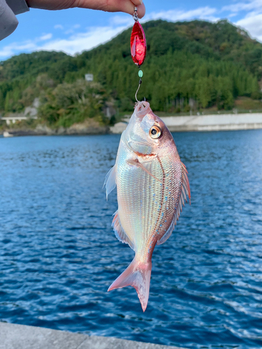 チャリコの釣果