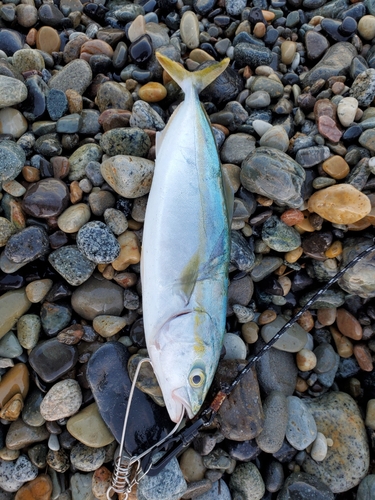 ワカシの釣果