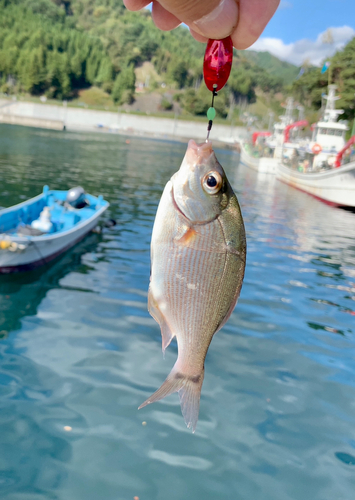 タナゴの釣果