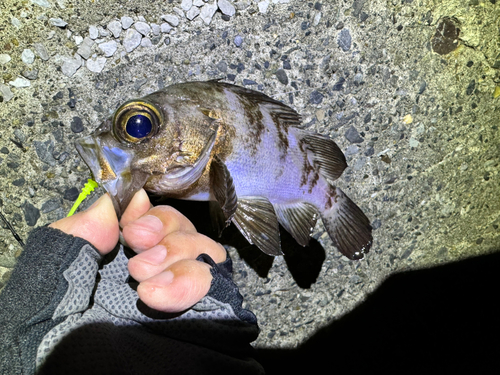 メバルの釣果