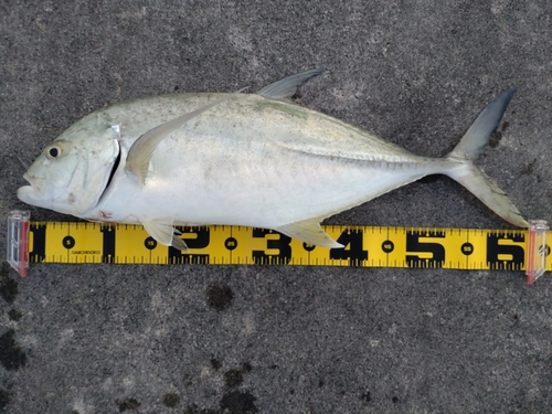 オニヒラアジの釣果