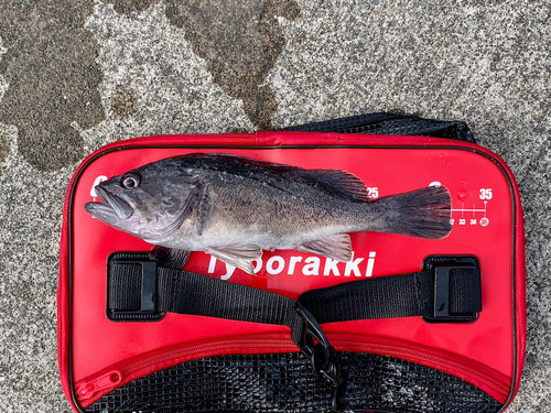 クロソイの釣果