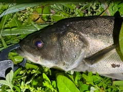 マルスズキの釣果