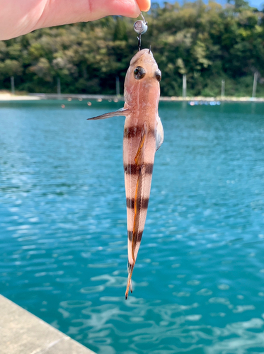 リュウグウハゼの釣果