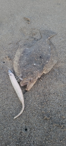 ヒラメの釣果