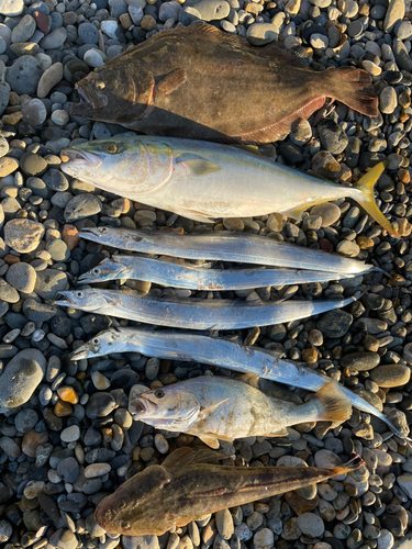 タチウオの釣果