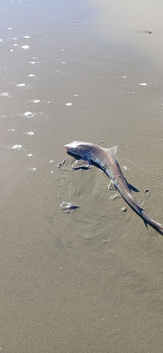 サメの釣果