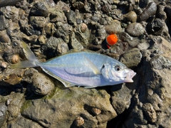 シマアジの釣果