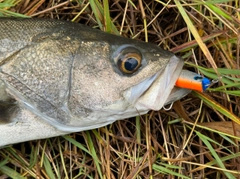 マルスズキの釣果