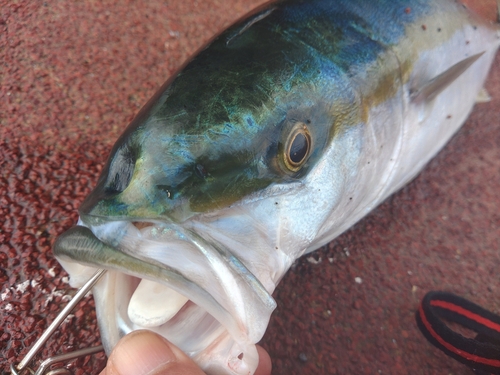 ワラサの釣果