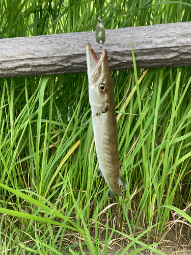 カマスの釣果