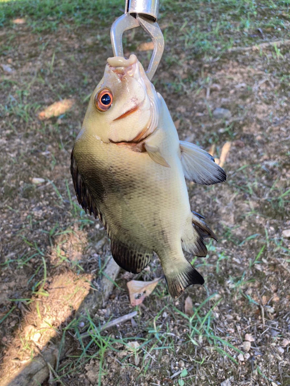 クロコショウダイ