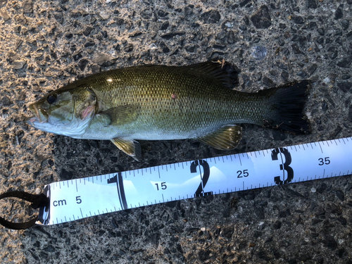 スモールマウスバスの釣果