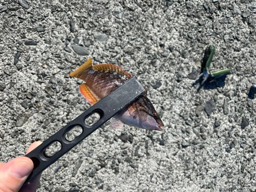 アカササノハベラの釣果