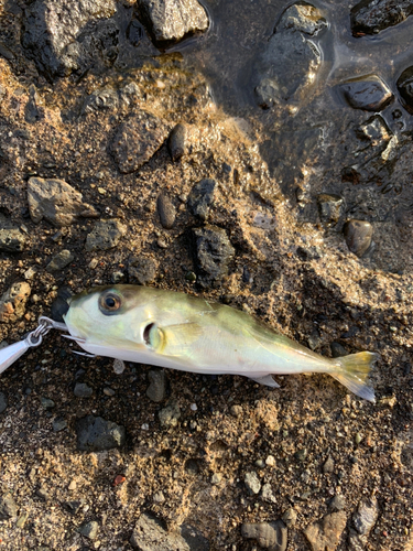 シロサバフグの釣果