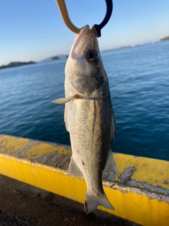 ハネ（マルスズキ）の釣果