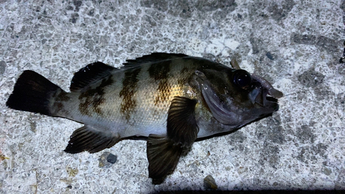 メバルの釣果