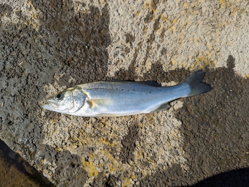 セイゴ（ヒラスズキ）の釣果