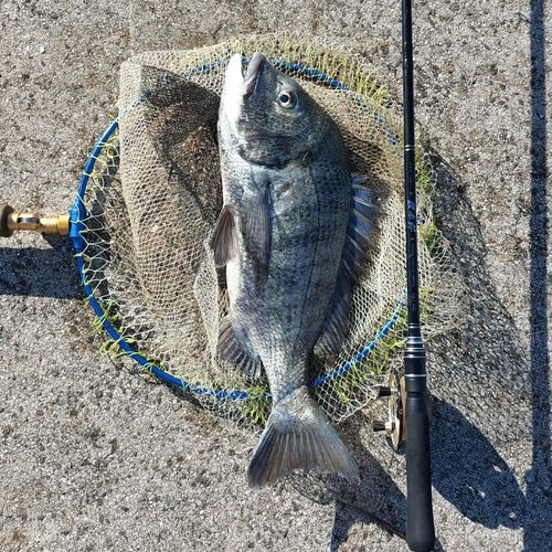 チヌの釣果