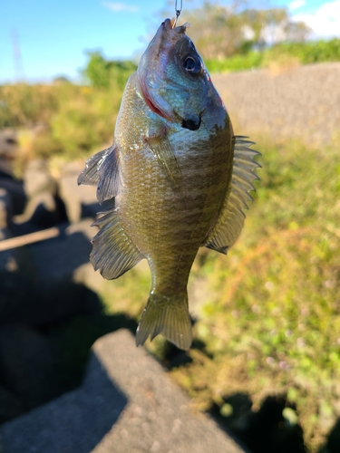 ブルーギルの釣果