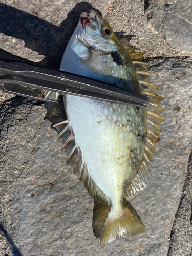 アイゴの釣果