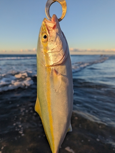 ワカシの釣果