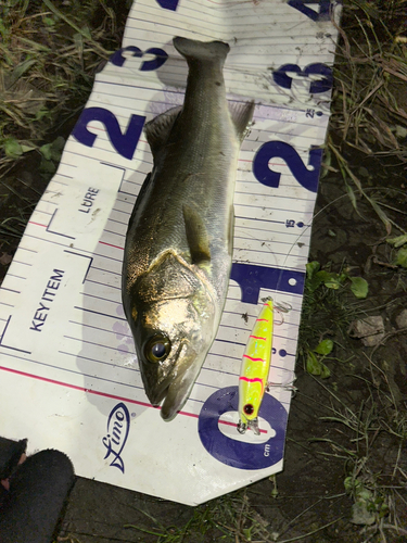 シーバスの釣果