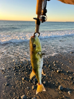 シロサバフグの釣果