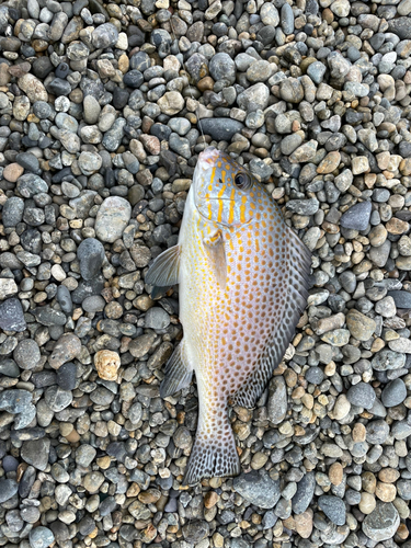 コロダイの釣果