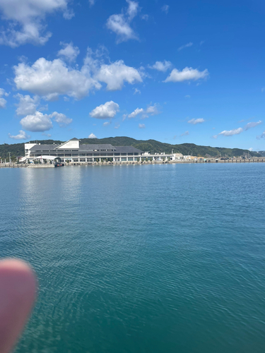 カワハギの釣果