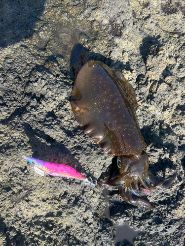 アオリイカの釣果