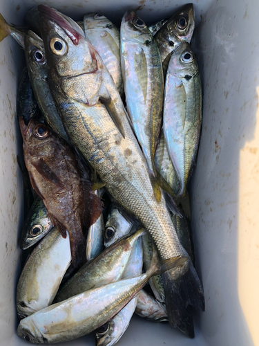 フッコ（マルスズキ）の釣果